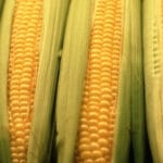 Corn Prices Climb 142% To Mark Highest In Eight Years